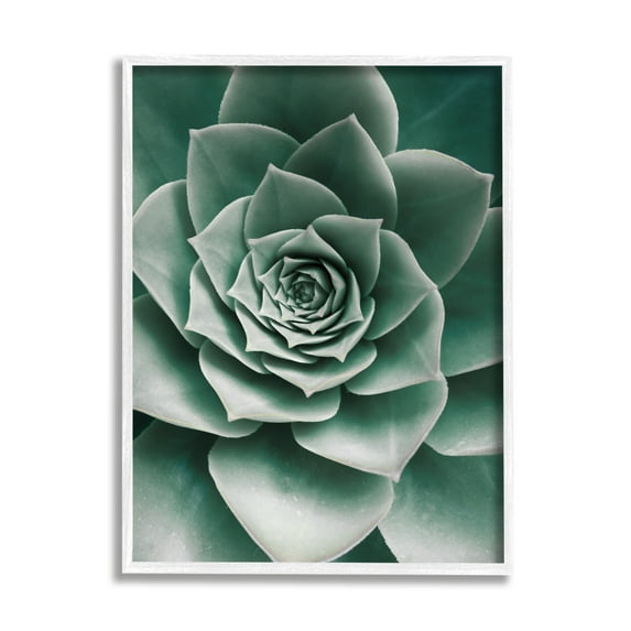Stupell Industries Green Succulent Photography Botanical & Floral Photography White Framed Art Print Wall Art, 11 x 14