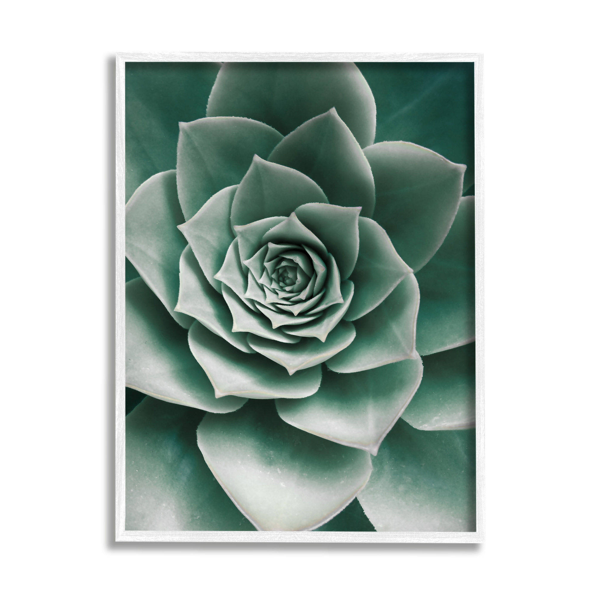 Stupell Industries Green Succulent Photography Botanical & Floral Photography White Framed Art Print Wall Art, 24 x 30
