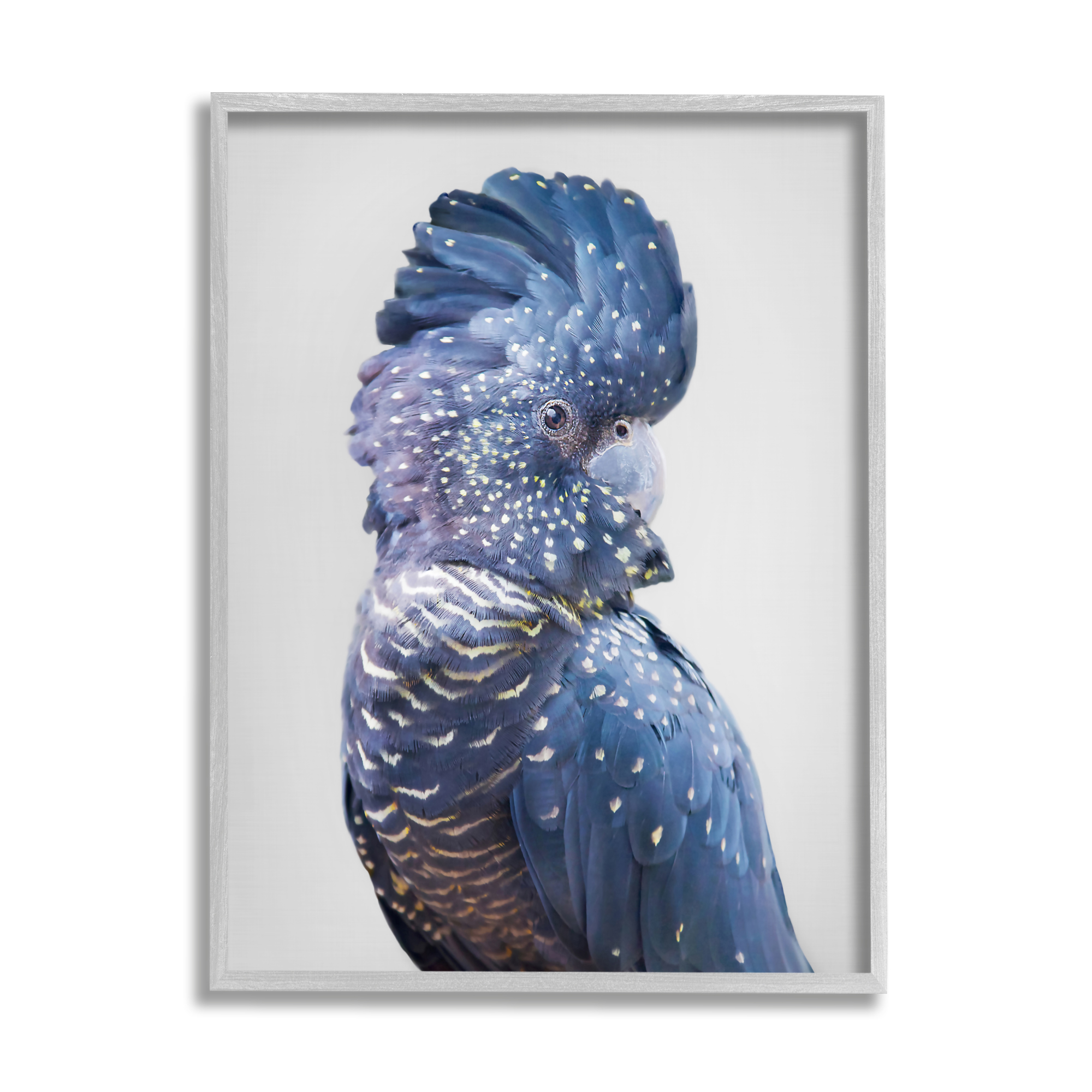 Stupell Industries Grey Cockatoo Portrait Animals & Insects Photography Gray Framed Art Print Wall Art, 11 x 14