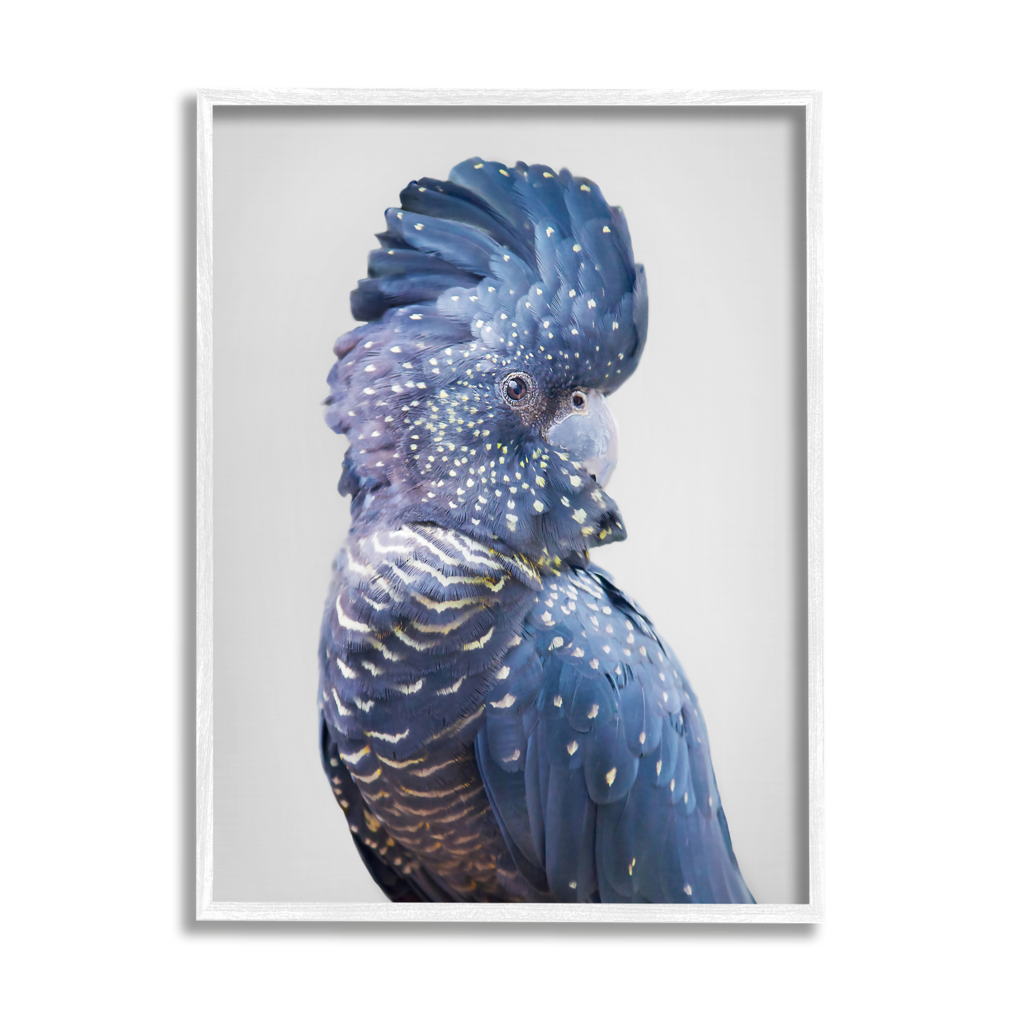 Stupell Industries Grey Cockatoo Portrait Animals & Insects Photography White Framed Art Print Wall Art, 11 x 14