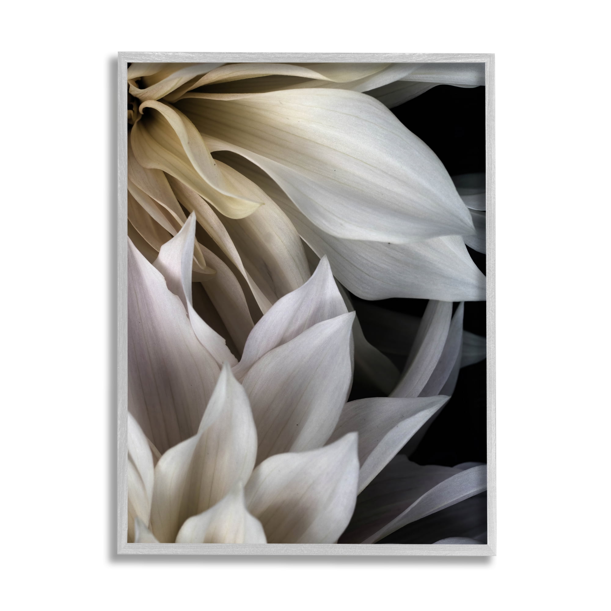 Stupell Industries Grey Dahlia Petals Botanical & Floral Photography Gray Framed Art Print Wall Art, 24 x 30