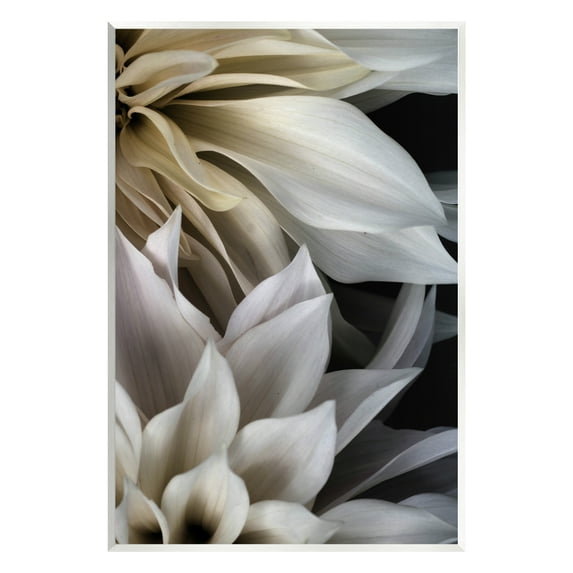 Stupell Industries Grey Dahlia Petals Botanical & Floral Photography Unframed Art Print Wall Art, 13 x 19
