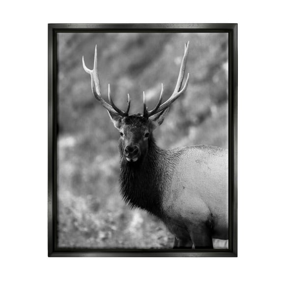 Stupell Industries Grey Elk Photography Animals & Insects Photography Black Floater Framed Canvas Art Print Wall Art, 17 x 21