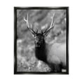 thumbnail image 1 of Stupell Industries Grey Elk Photography Animals & Insects Photography Black Floater Framed Canvas Art Print Wall Art, 25 x 31, 1 of 10