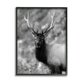 thumbnail image 1 of Stupell Industries Grey Elk Photography Animals & Insects Photography Black Framed Art Print Wall Art, 16 x 20, 1 of 9