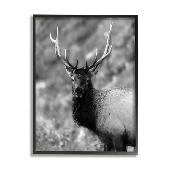 Stupell Industries Grey Elk Photography Animals & Insects Photography Black Framed Art Print Wall Art, 16 x 20