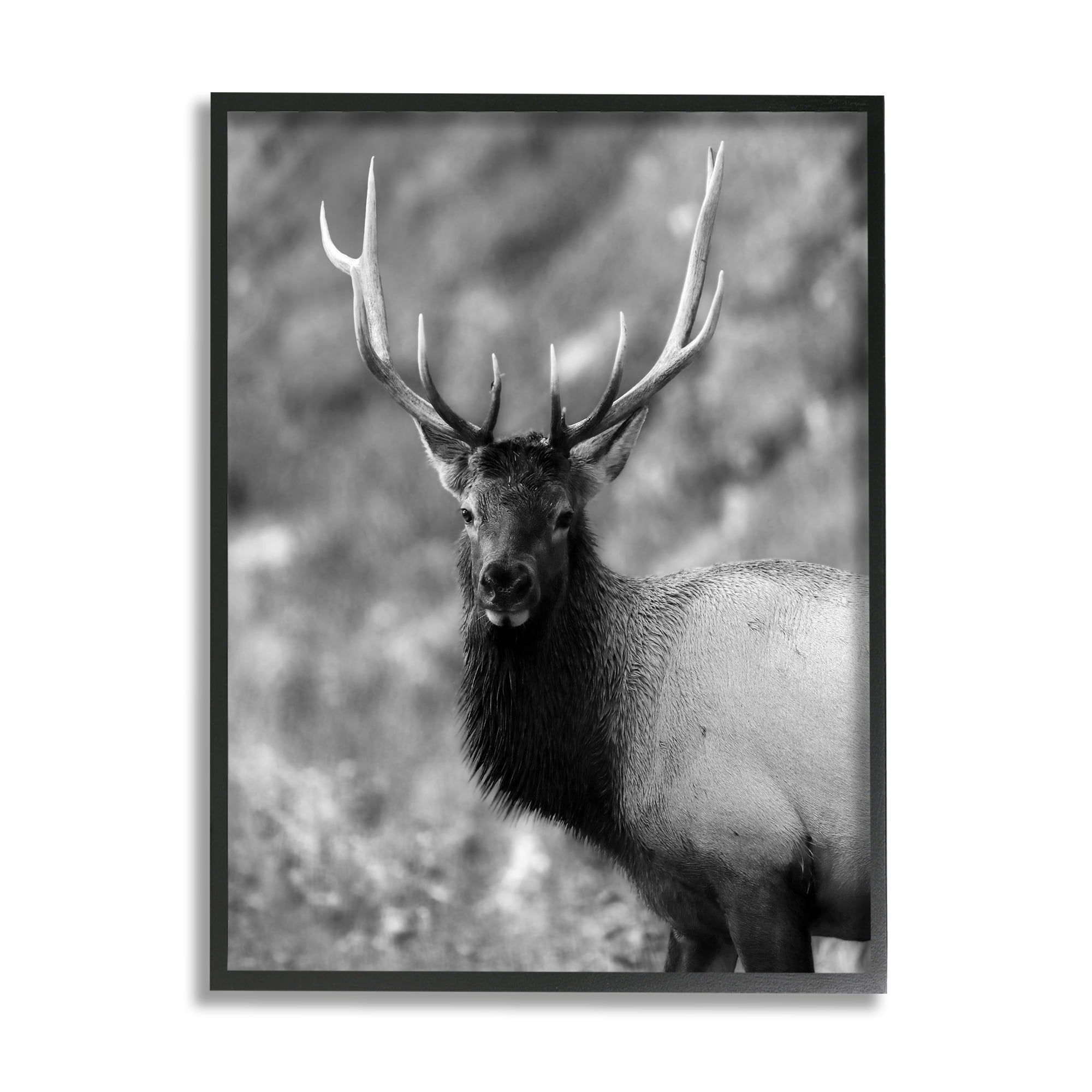 Stupell Industries Grey Elk Photography Animals & Insects Photography Black Framed Art Print Wall Art, 24 x 30