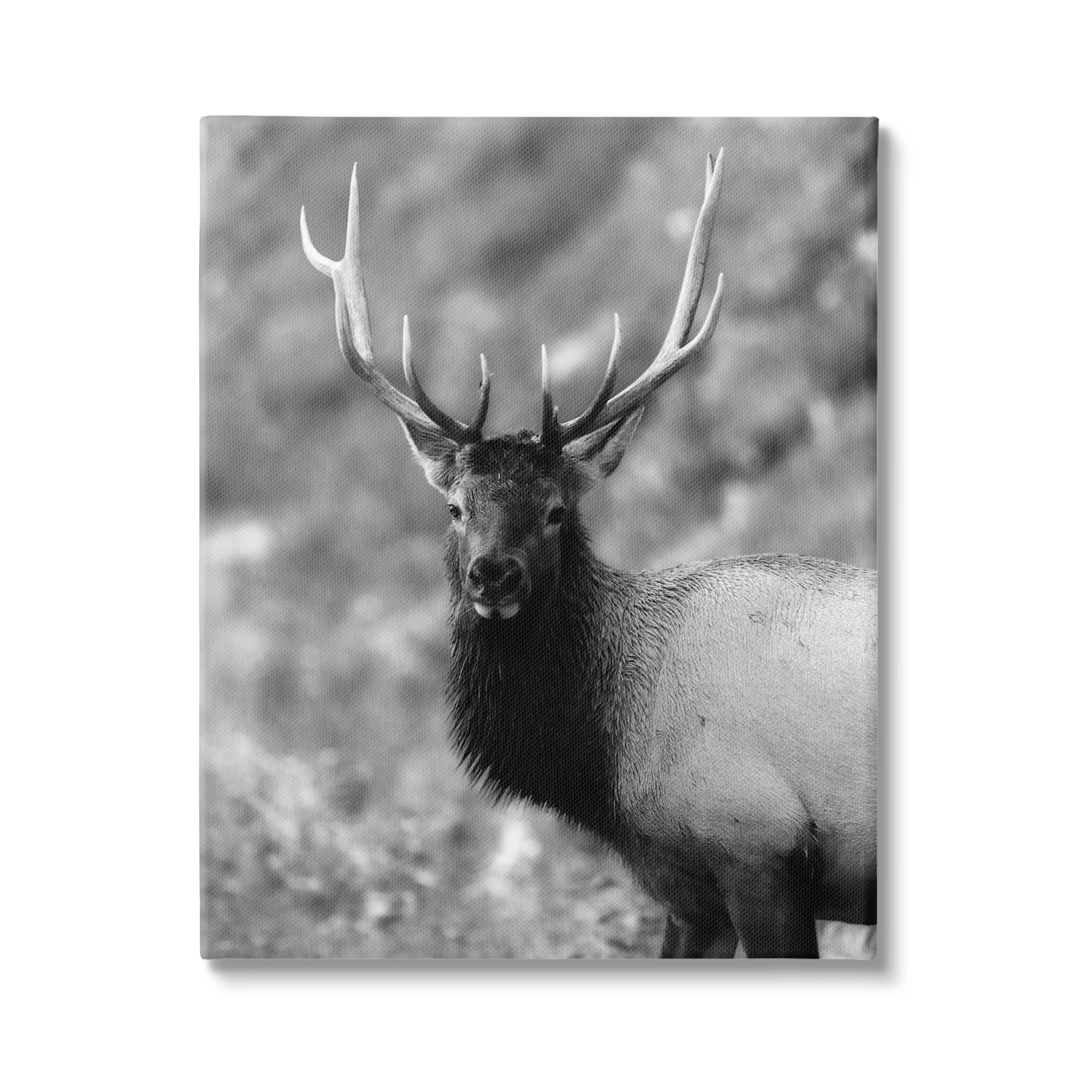 Stupell Industries Grey Elk Photography Animals & Insects Photography Gallery Wrapped Canvas Art Print Wall Art, 16 x 20