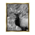 thumbnail image 1 of Stupell Industries Grey Elk Photography Animals & Insects Photography Gold Floater Framed Canvas Art Print Wall Art, 17 x 21, 1 of 10
