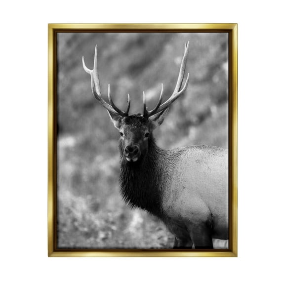 Stupell Industries Grey Elk Photography Animals & Insects Photography Gold Floater Framed Canvas Art Print Wall Art, 17 x 21