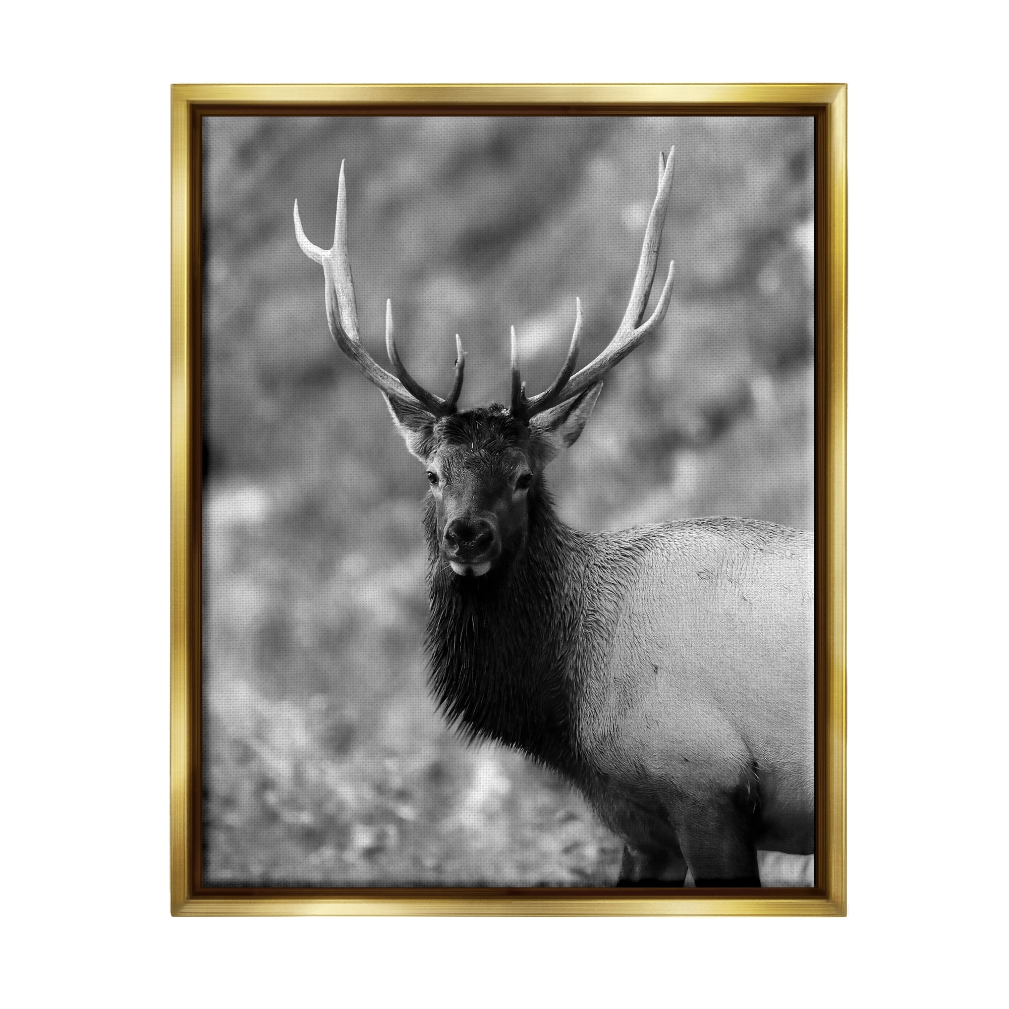 Stupell Industries Grey Elk Photography Animals & Insects Photography Gold Floater Framed Canvas Art Print Wall Art, 25 x 31