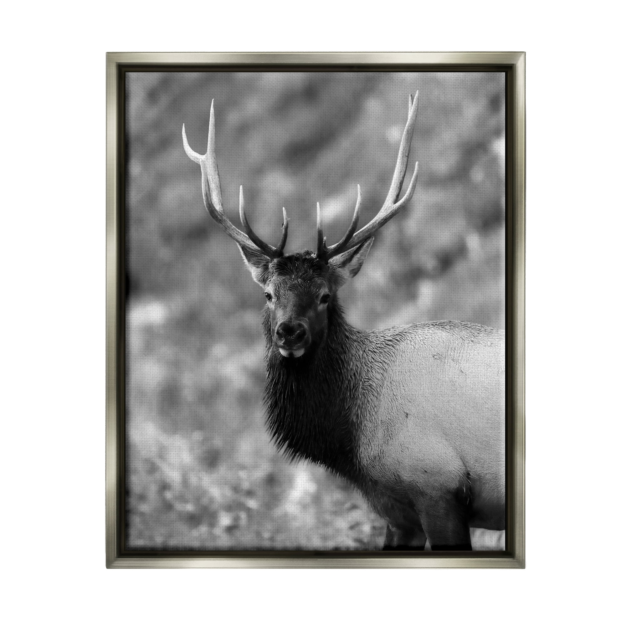 Stupell Industries Grey Elk Photography Animals & Insects Photography Gray Floater Framed Canvas Art Print Wall Art, 17 x 21