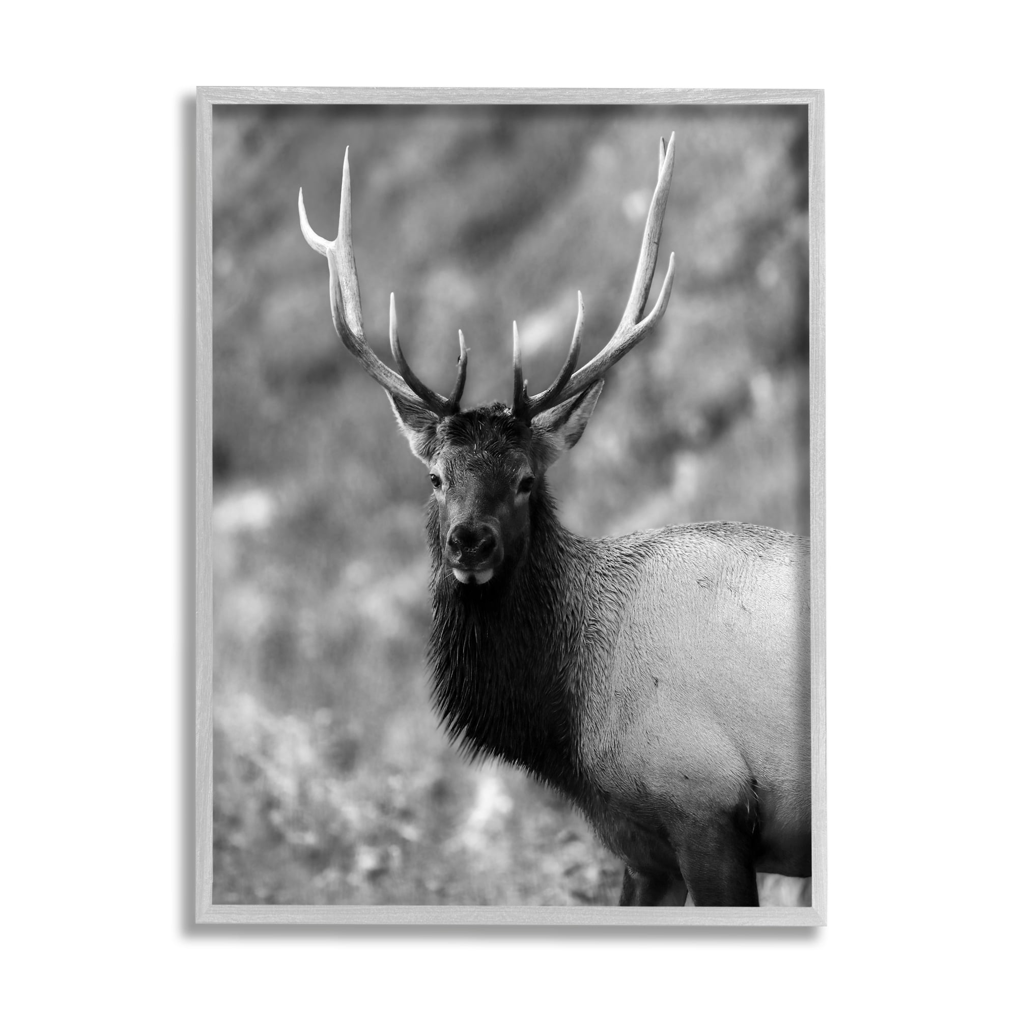 Stupell Industries Grey Elk Photography Animals & Insects Photography Gray Framed Art Print Wall Art, 16 x 20