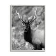 thumbnail image 1 of Stupell Industries Grey Elk Photography Animals & Insects Photography Gray Framed Art Print Wall Art, 16 x 20, 1 of 9