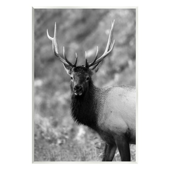 Stupell Industries Grey Elk Photography Animals & Insects Photography Unframed Art Print Wall Art, 10 x 15