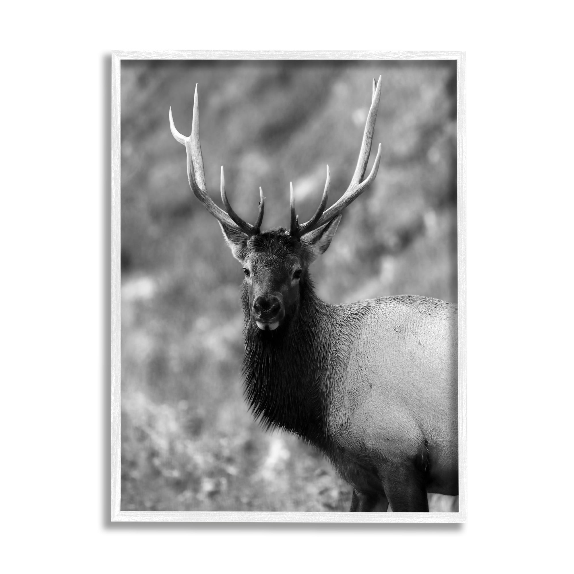 Stupell Industries Grey Elk Photography Animals & Insects Photography White Framed Art Print Wall Art, 11 x 14