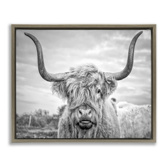 Stupell Industries Grey Highland Cow Photograph Animals & Insects Photography Brown Floater Framed Canvas Art Print Wall Art, 21 x 17