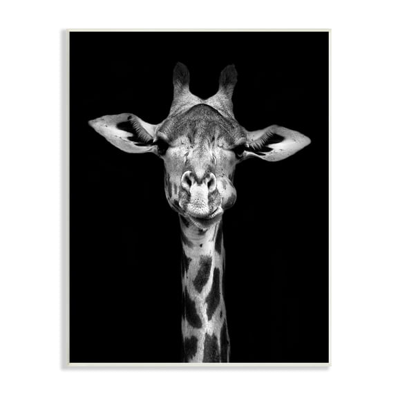 Stupell Industries Greyscale Zebra Stripes Detailed Photography Portrait , 13 x 19, Design by Incado