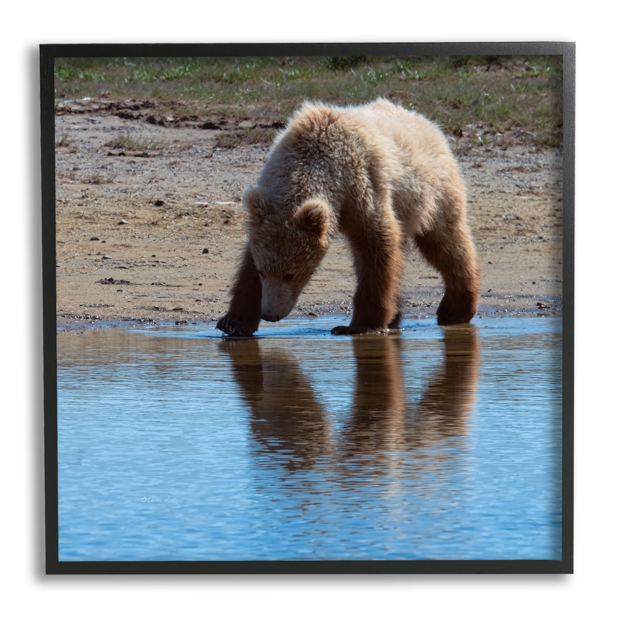 Stupell Industries Grizzly Cub in Stream Animals & Insects Photography Black Framed Art Print Wall Art, 17 x 17