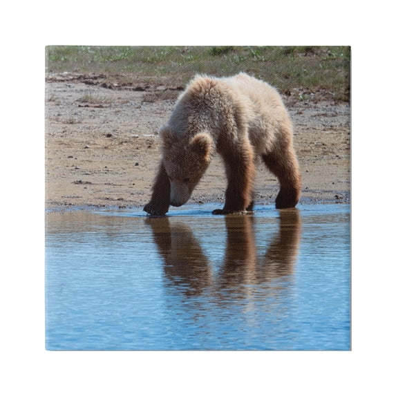 Stupell Industries Grizzly Cub in Stream Animals & Insects Photography Gallery Wrapped Canvas Print Wall Art, 36 x 36