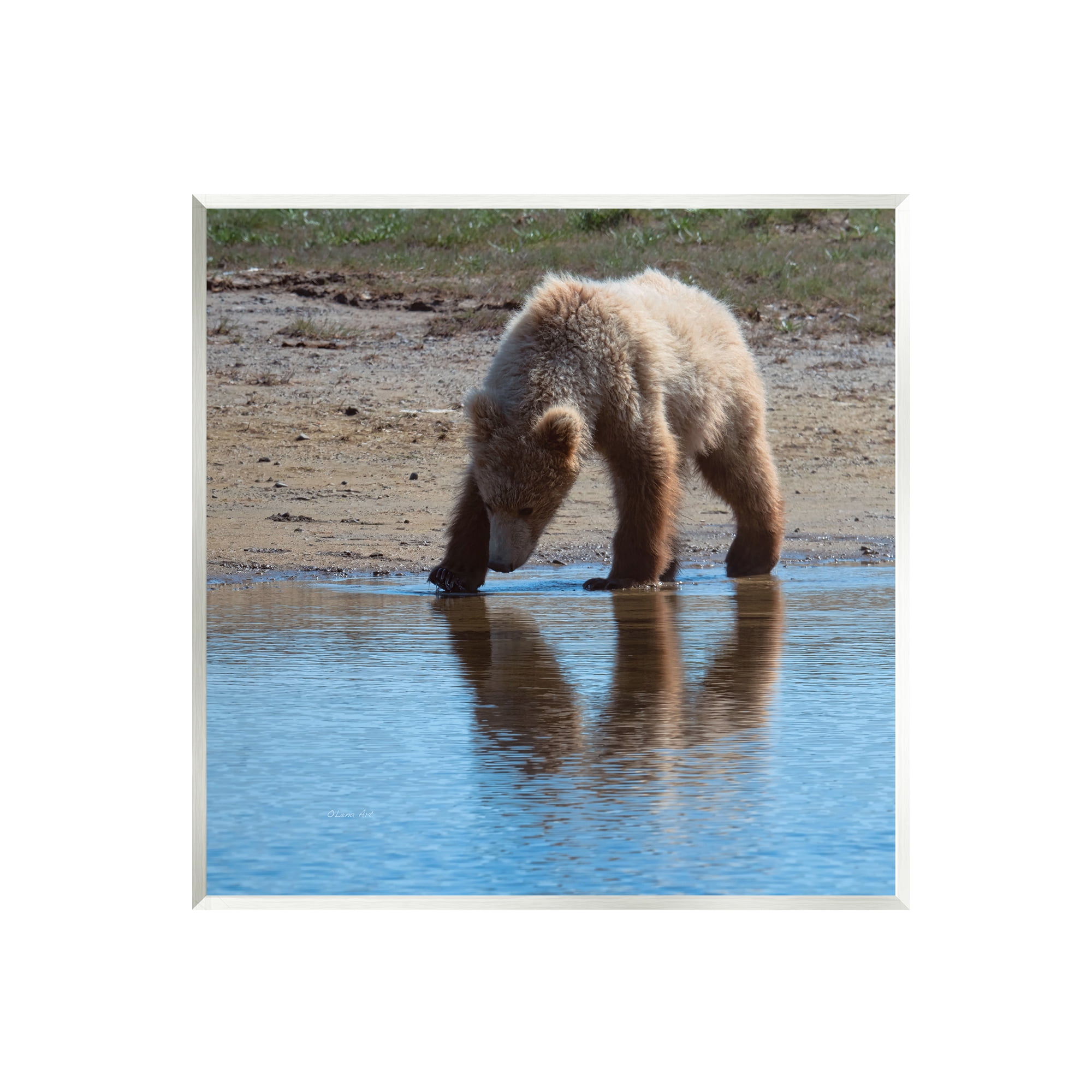 Stupell Industries Grizzly Cub in Stream Animals & Insects Photography Unframed Art Print Wall Art, 12 x 12