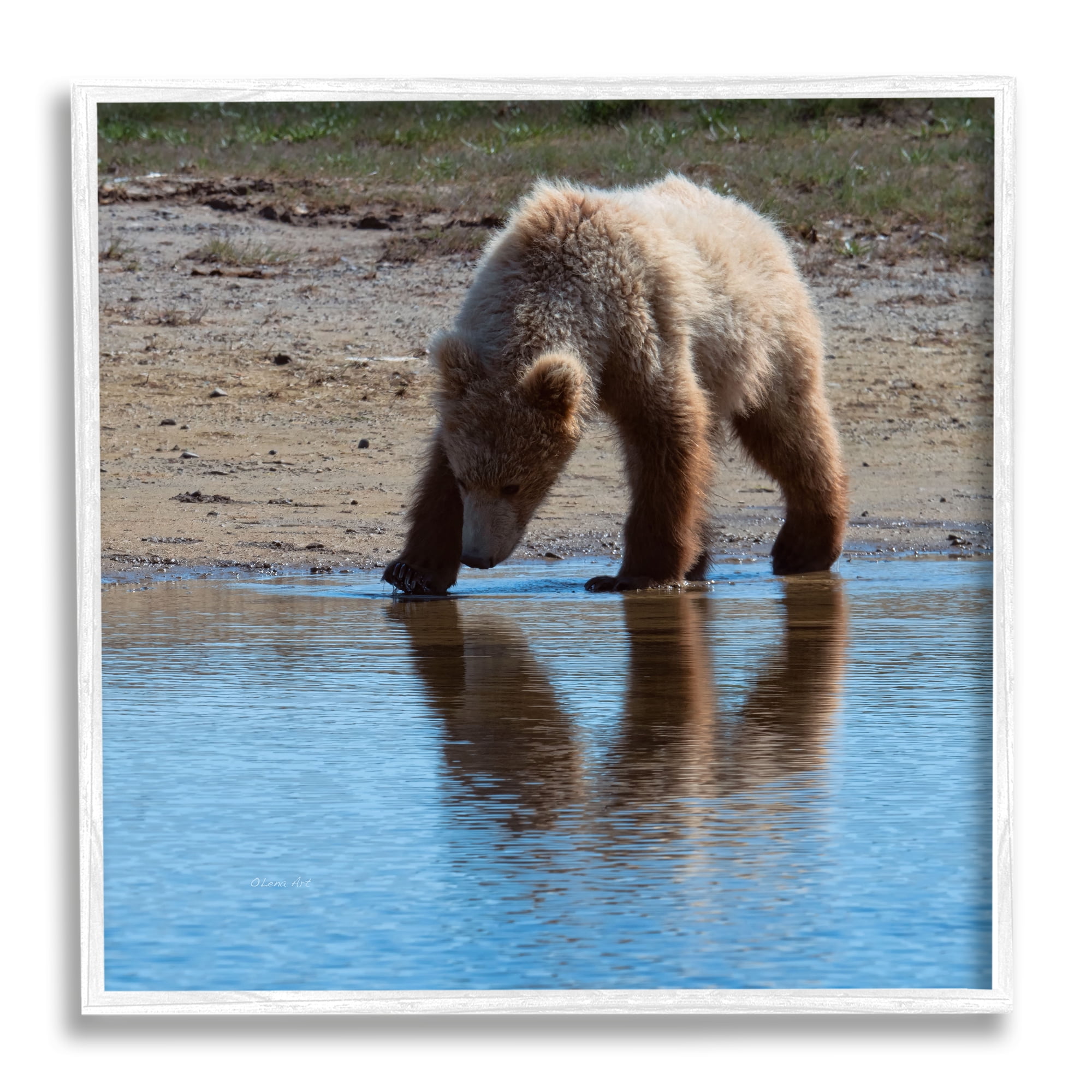 Stupell Industries Grizzly Cub in Stream Animals & Insects Photography White Framed Art Print Wall Art, 12 x 12