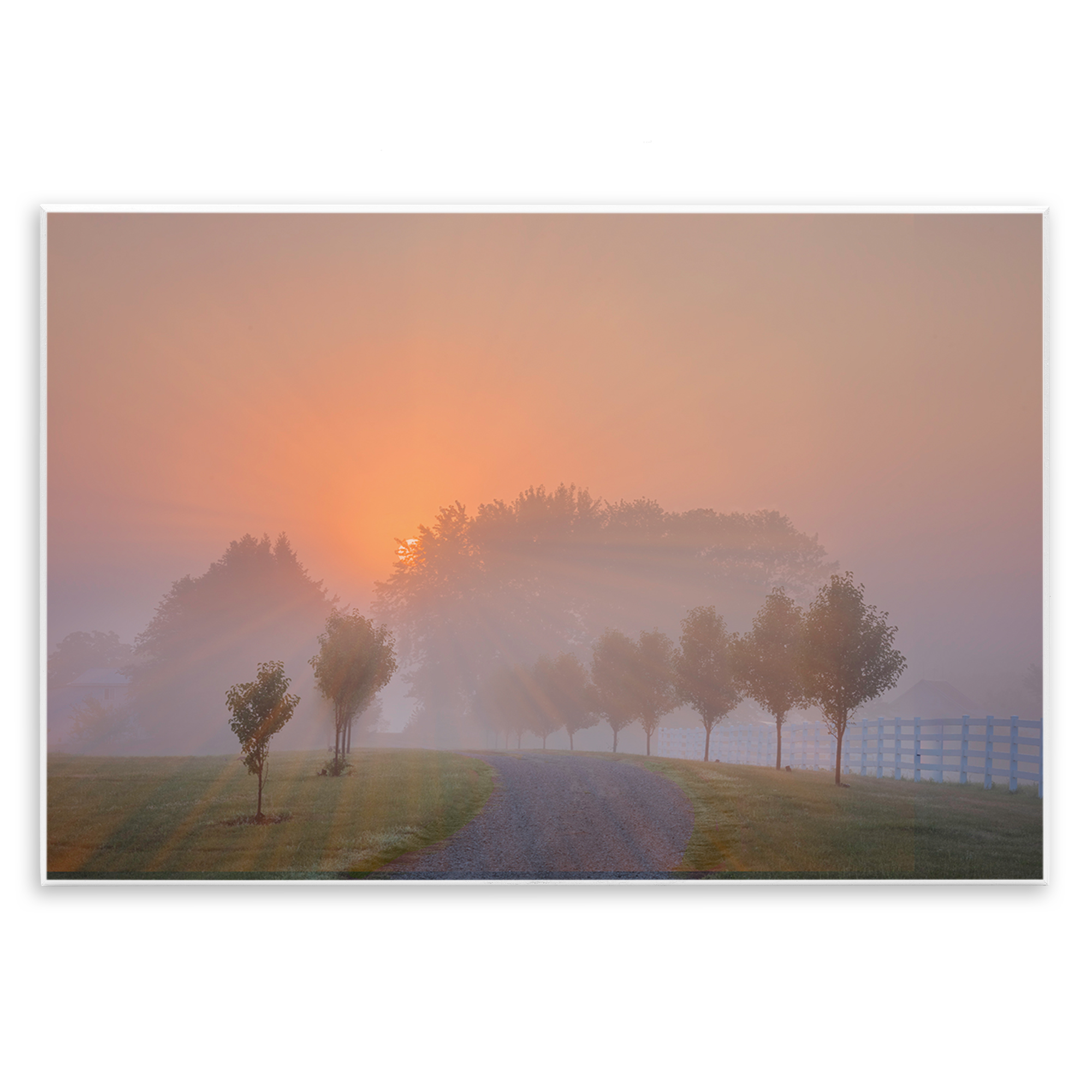 Stupell Industries Grove Path at Sunset Landscape & Nature Photography Unframed Art Print Wall Art, 19 x 13