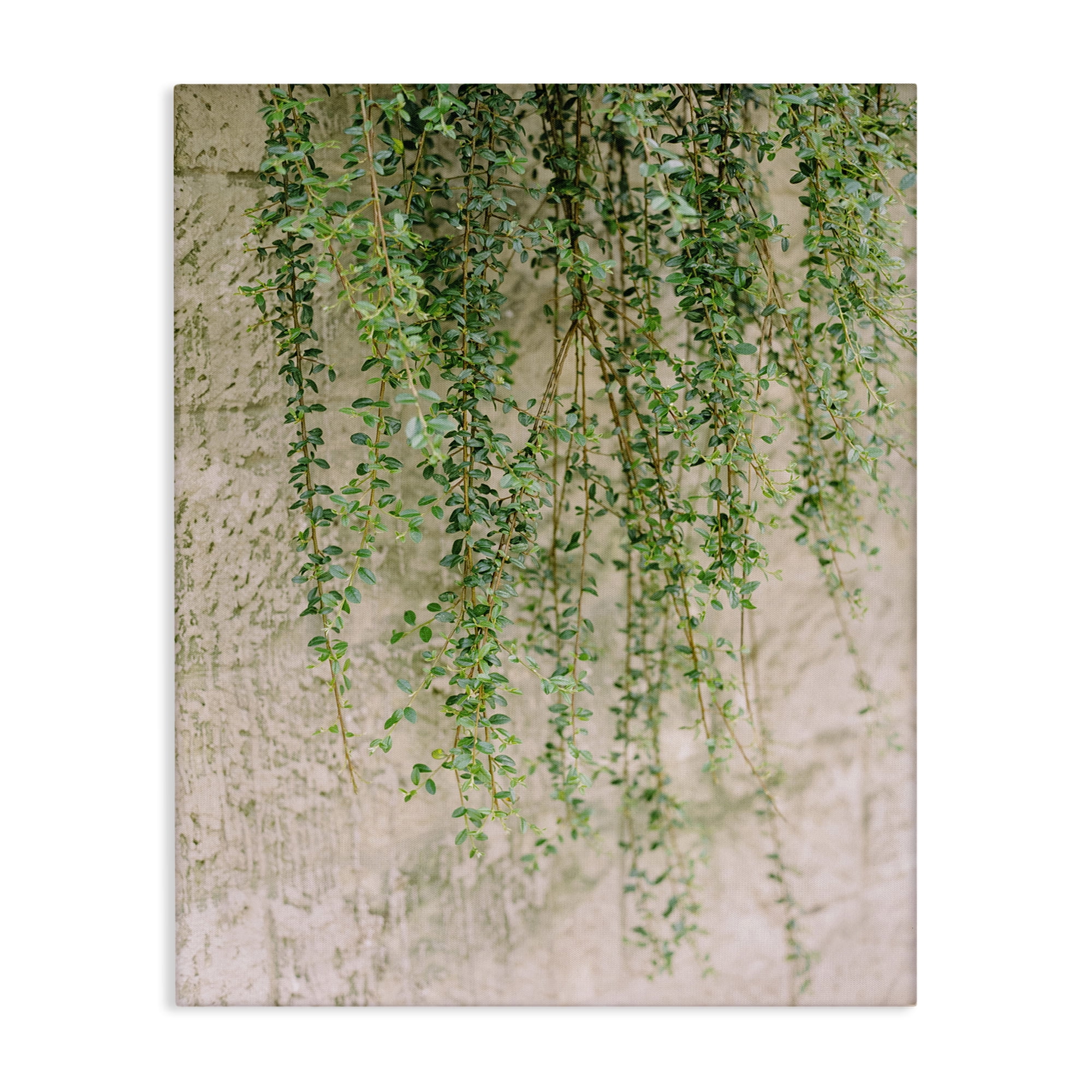 Stupell Industries Hanging Ivy Vines Botanical & Floral Photography Gallery Wrapped Canvas Art Print Wall Art, 24 x 30