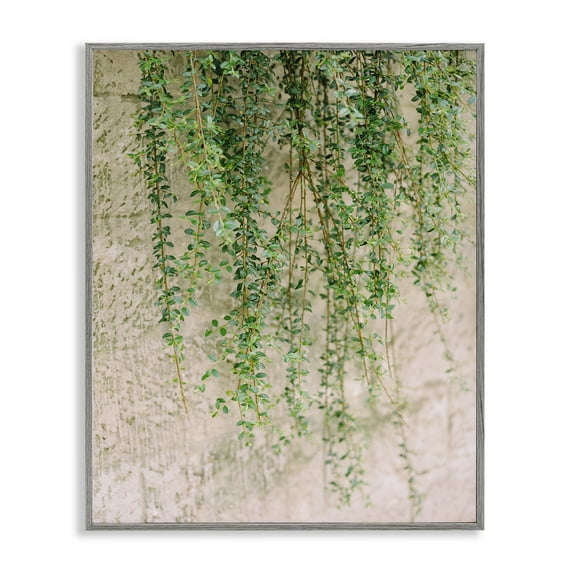 Stupell Industries Hanging Ivy Vines Botanical & Floral Photography Gray Framed Art Print Wall Art, 16 x 20