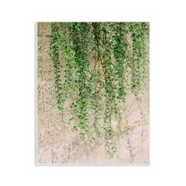 Stupell Industries Hanging Ivy Vines Botanical & Floral Photography Unframed Art Print Wall Art, 11 x 14