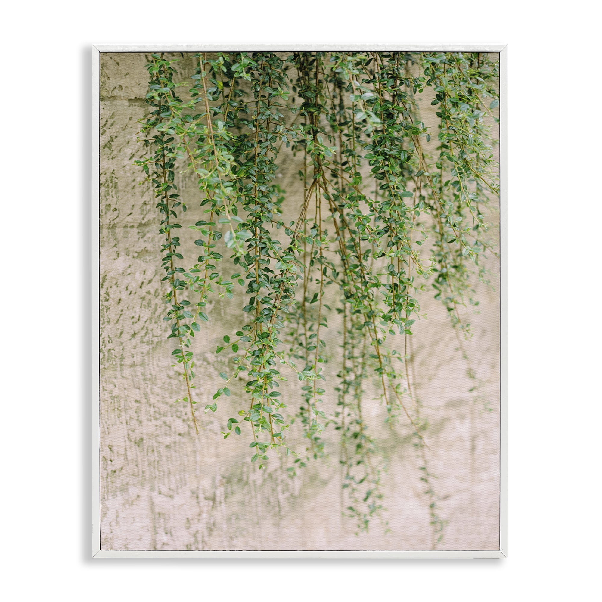 Stupell Industries Hanging Ivy Vines Botanical & Floral Photography White Framed Art Print Wall Art, 24 x 30