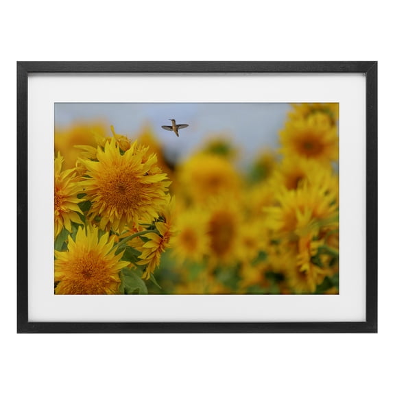 Stupell Industries Happy Hummingbird & Sunflowers Black Framed Print Under Glass design by Carrie Ann Grippo-Pike, 14 x 20