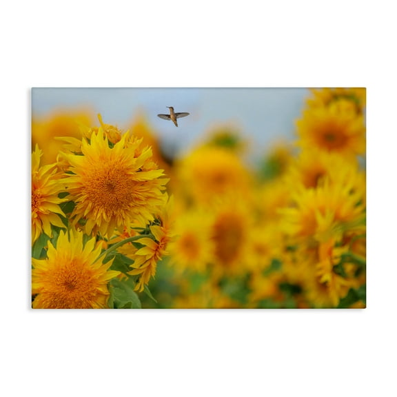 Stupell Industries Happy Hummingbird & Sunflowers Canvas Wall Art design by Carrie Ann Grippo-Pike, 16 x 24
