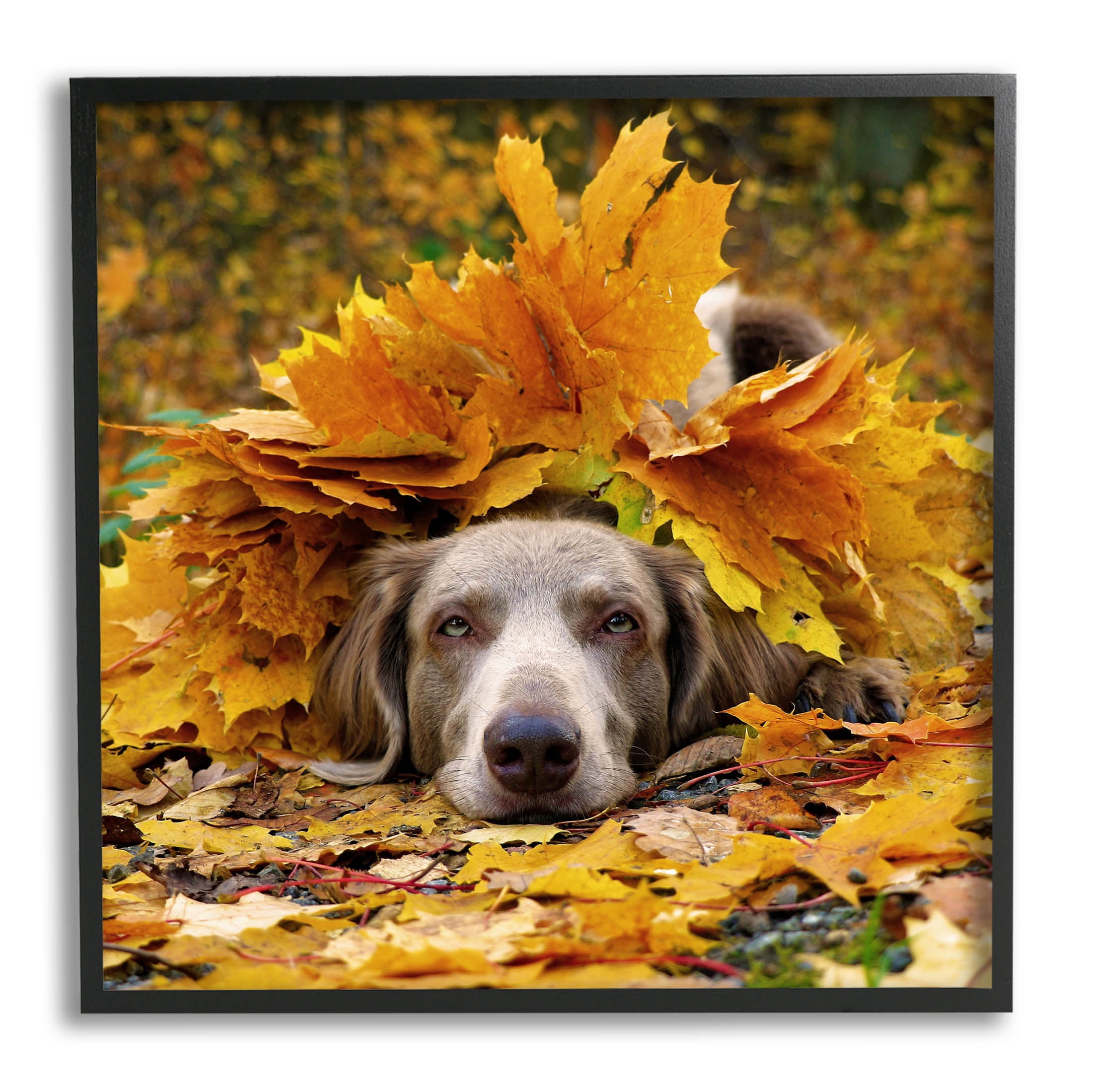 Stupell Industries Happy Puppy Autumn Foliage Photograph Black Framed Art Print Wall Art, Design by Lil' Rue