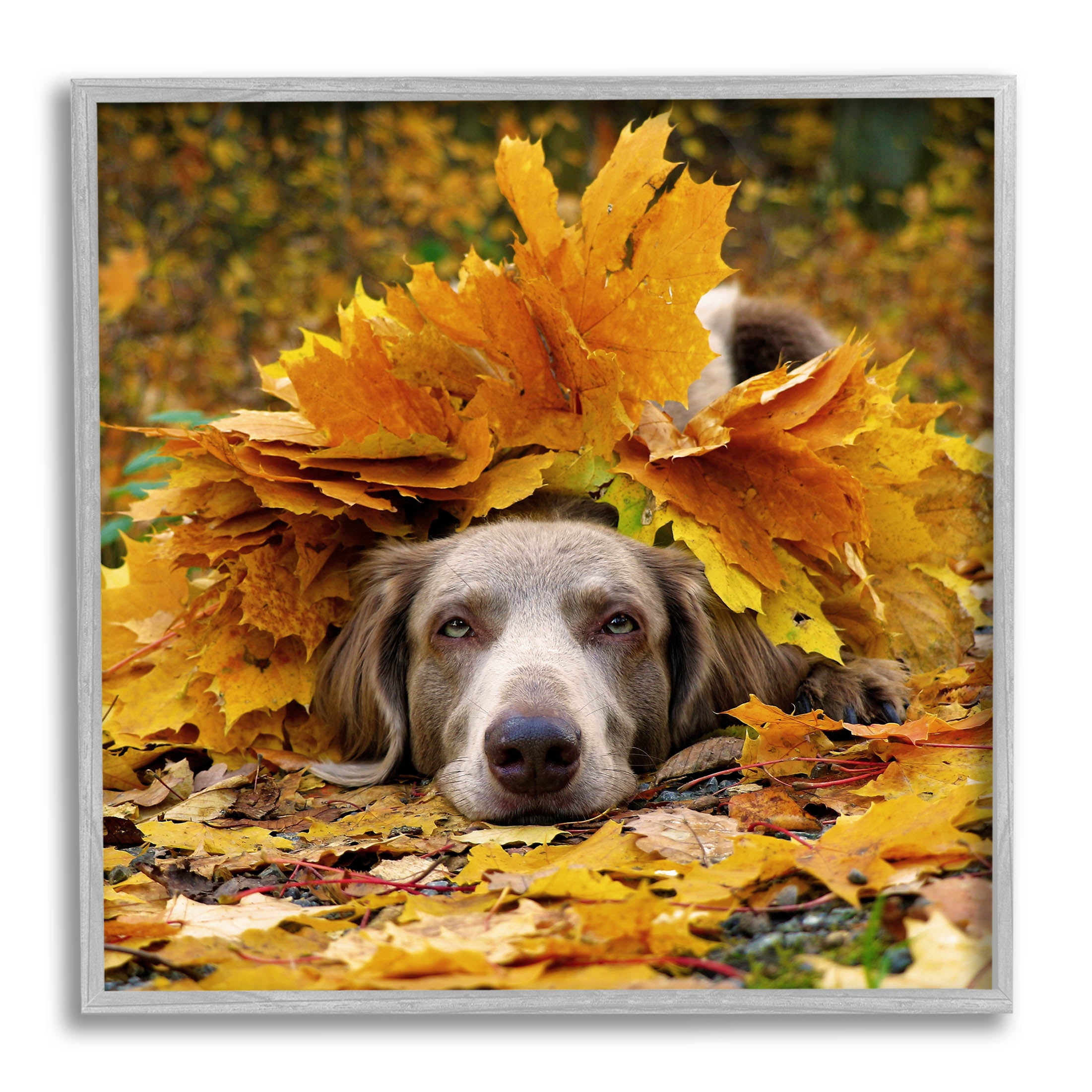 Stupell Industries Happy Puppy Autumn Foliage Photograph Gray Framed Art Print Wall Art, Design by Lil' Rue