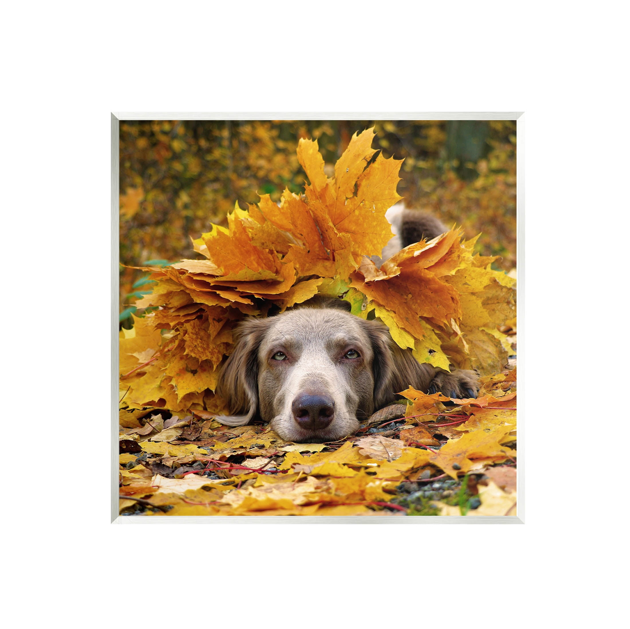 Stupell Industries Happy Puppy Autumn Foliage Photograph Unframed Art Print Wall Art, Design by Lil' Rue