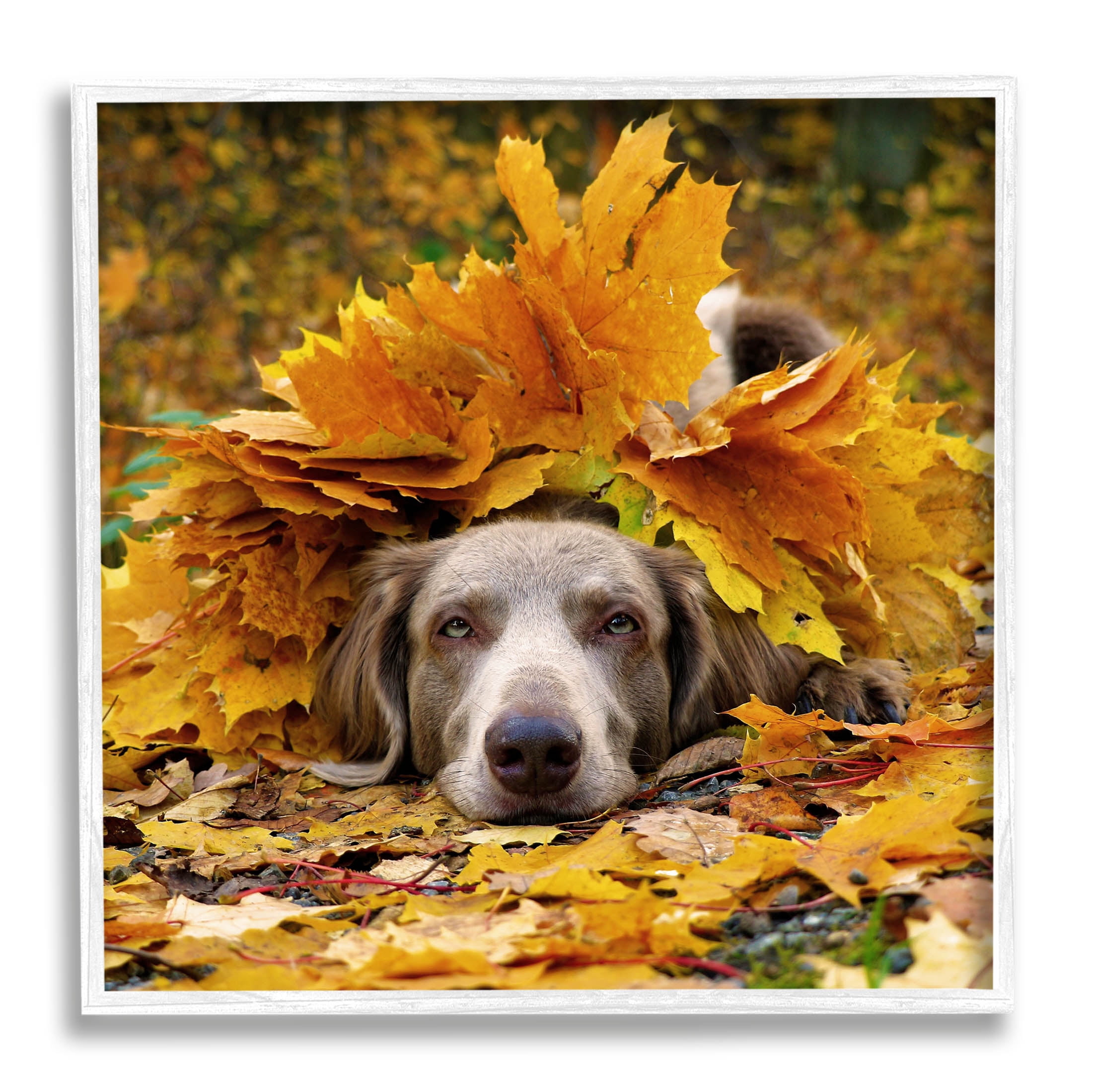 Stupell Industries Happy Puppy Autumn Foliage Photograph White Framed Art Print Wall Art, Design by Lil' Rue