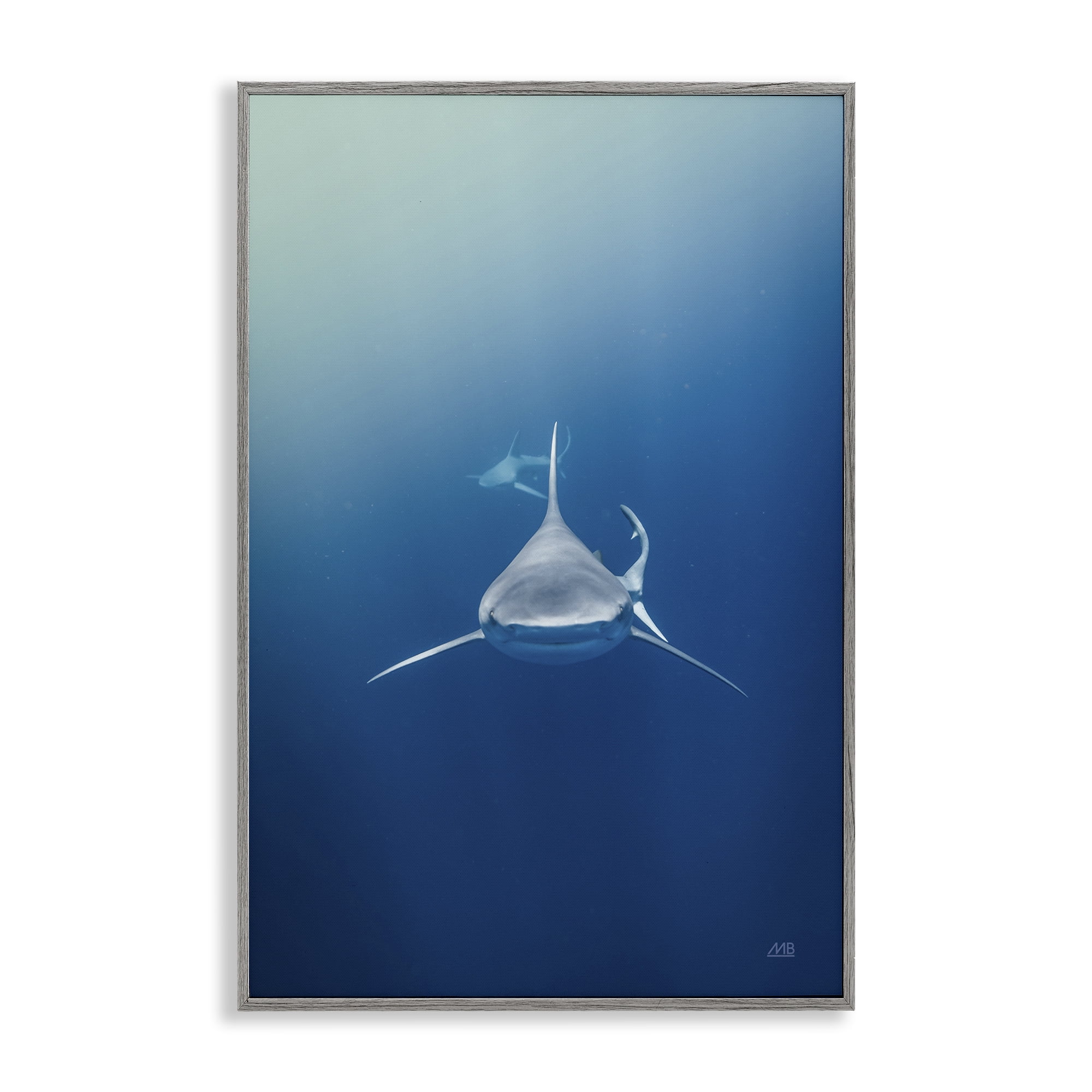 Stupell Industries Heads Up Shark Animals Photography Gray Framed Art Print Wall Art, 20 x 30