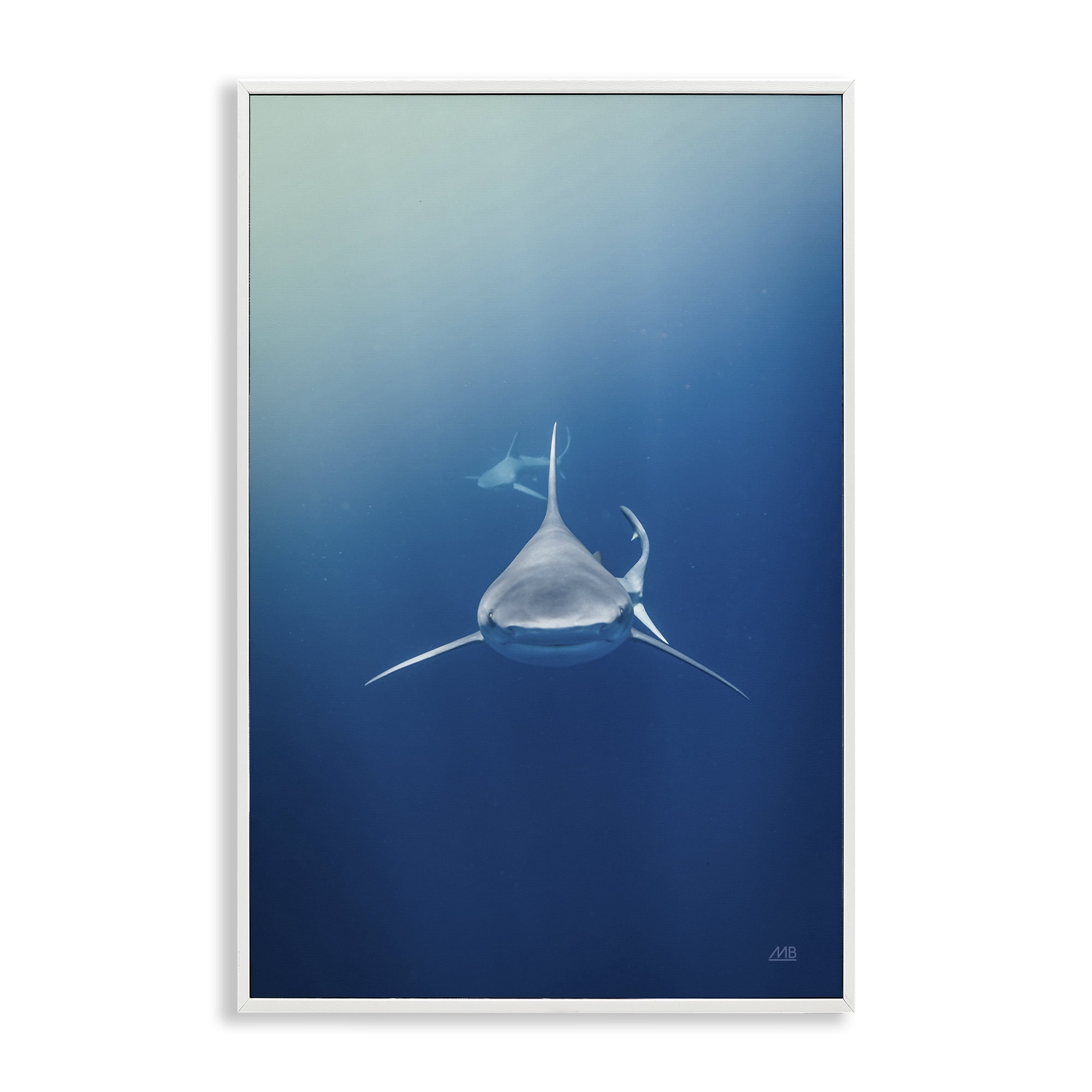 Stupell Industries Heads Up Shark Animals Photography White Framed Art Print Wall Art, 16 x 24