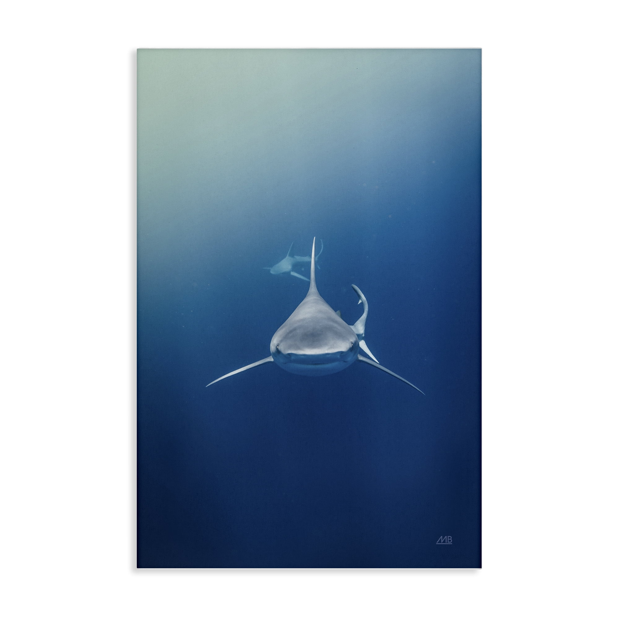 Stupell Industries Heads Up Shark Animals Photography Wrapped Canvas Art Print Wall Art, 24 x 36