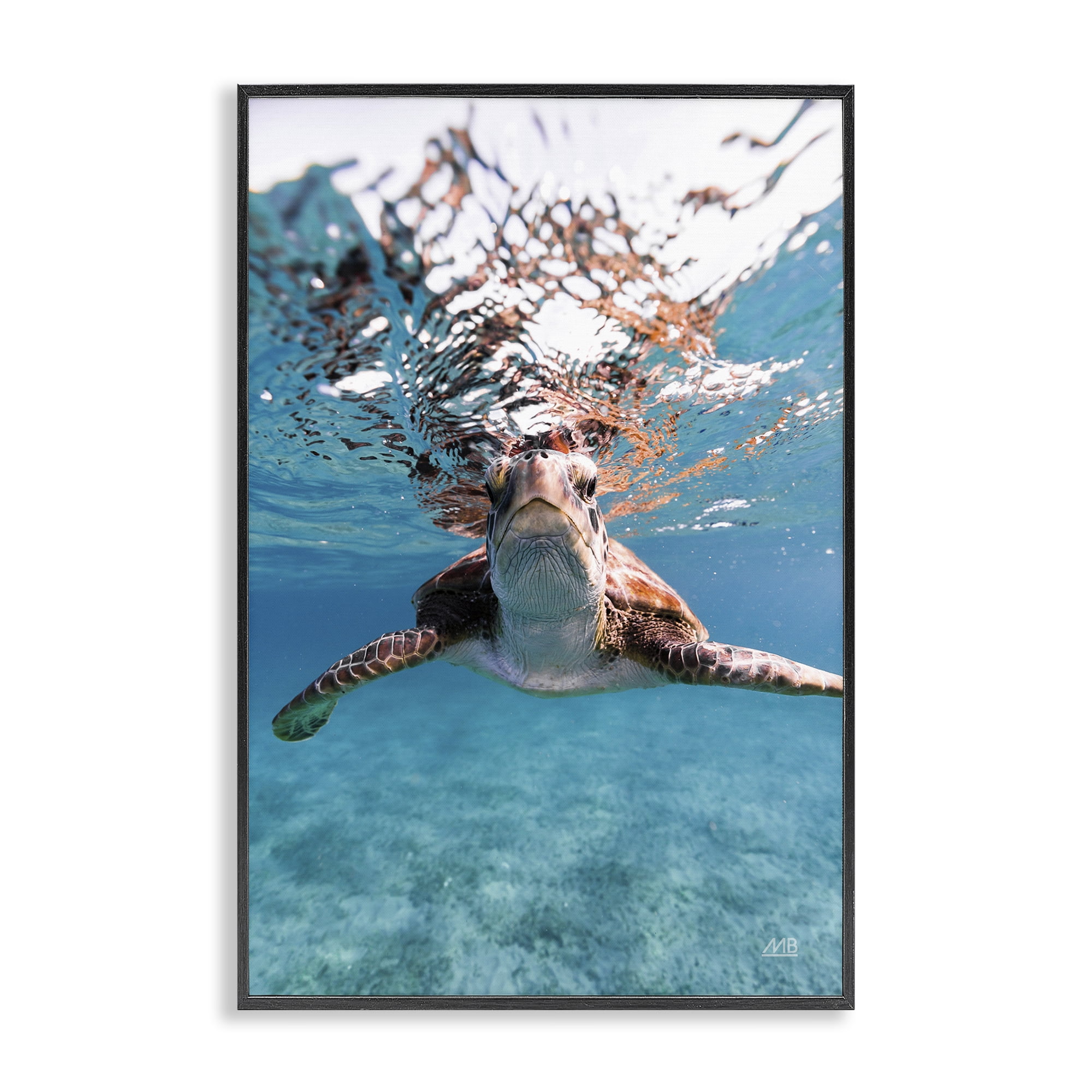 Stupell Industries Hello Sea Turtle Splash Animals Photography Black Framed Art Print Wall Art, 20 x 30