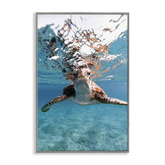 Stupell Industries Hello Sea Turtle Splash Animals Photography Gray Framed Art Print Wall Art, 12 x 18