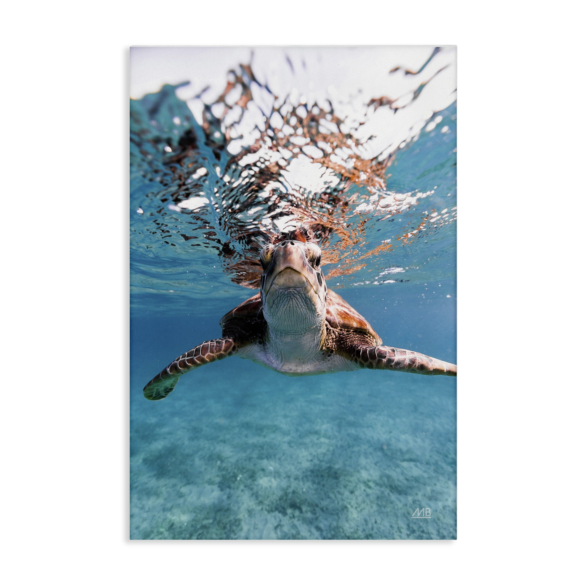 Stupell Industries Hello Sea Turtle Splash Animals Photography Wrapped Canvas Art Print Wall Art, 20 x 30