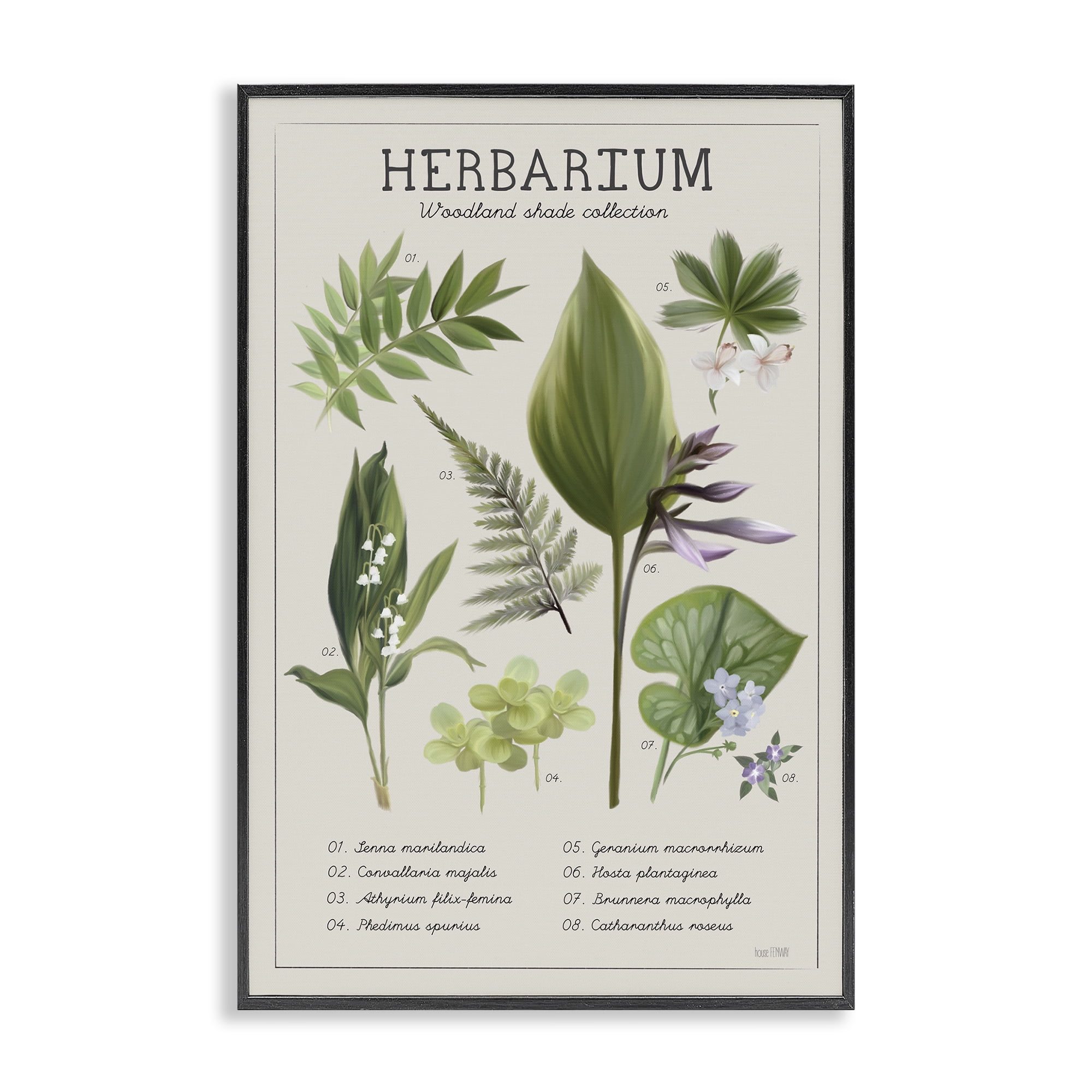 Stupell Industries Herbarium Woodland Shade Collection Black Framed Giclee Art, design by House Fenway