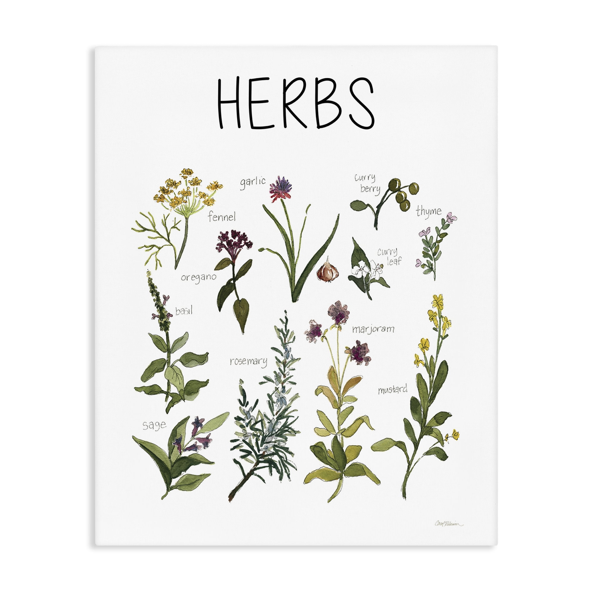 Stupell Industries Herbs Identification Chart Canvas Wall Art, design by Carol Robinson