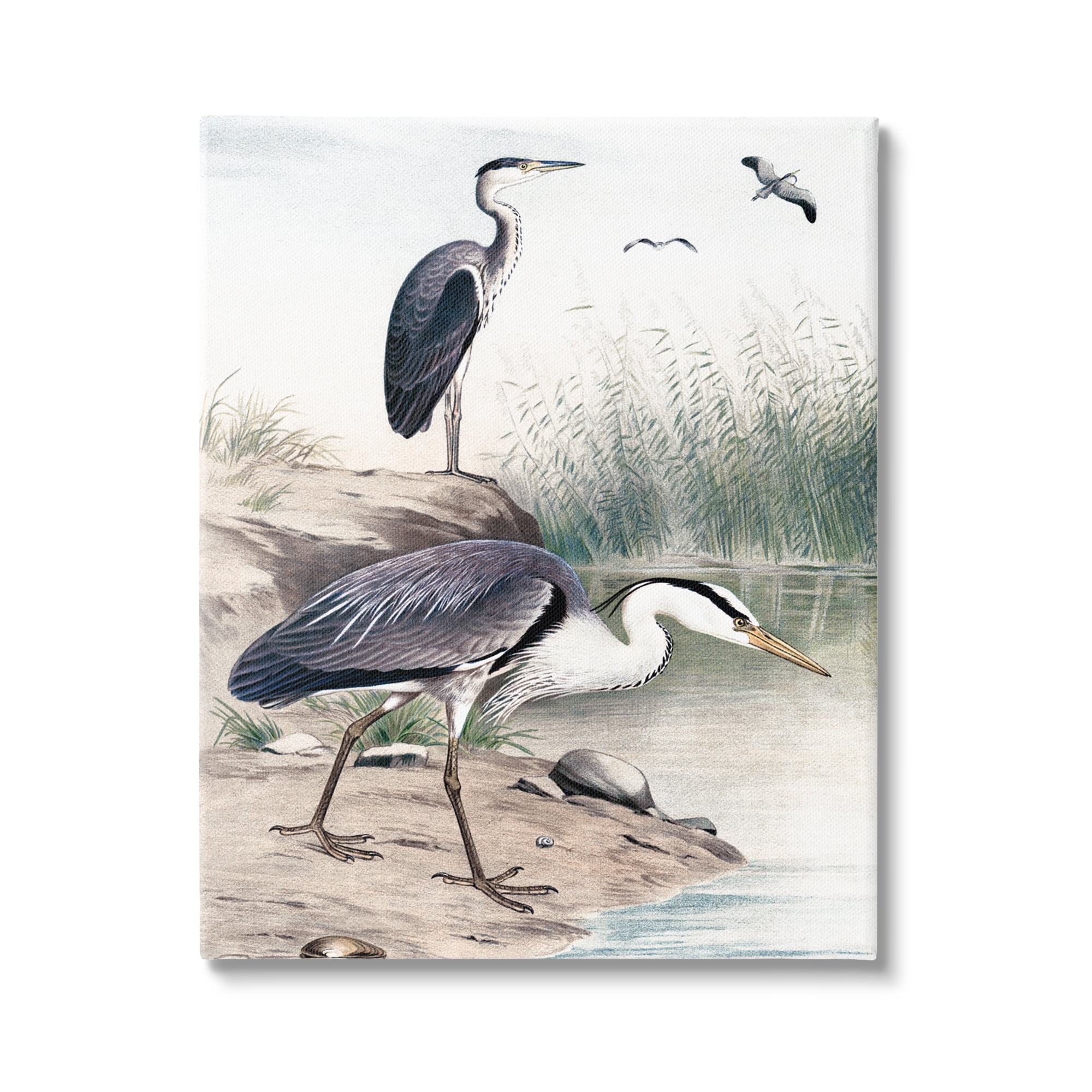 Stupell Industries Heron Birds on Lake Shore Pampas Grass Nature Painting Gallery Wrapped Canvas Print Wall Art, Design by Piddix