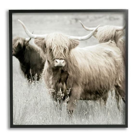 Stupell Industries Highland Cattle Country Meadow Photograph Black Framed Art Print Wall Art, Design by Danita Delimont