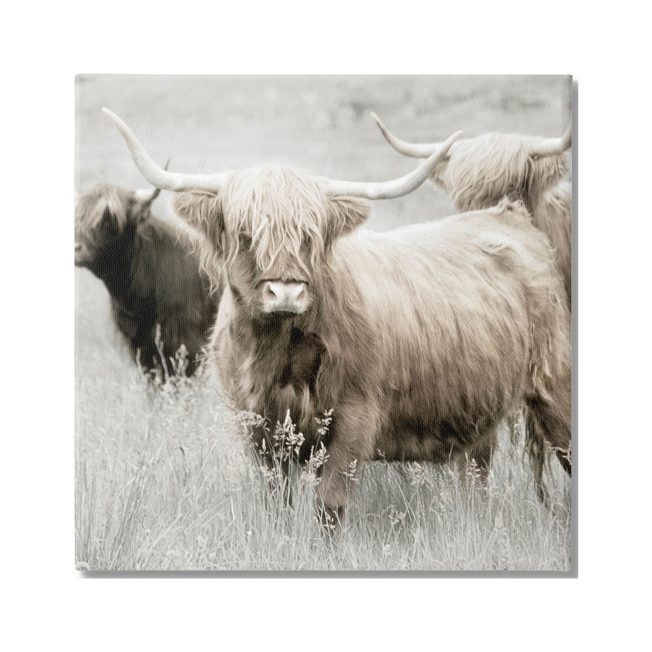 Stupell Industries Highland Cattle Country Meadow Photograph Gallery Wrapped Canvas Print Wall Art, Design by Danita Delimont