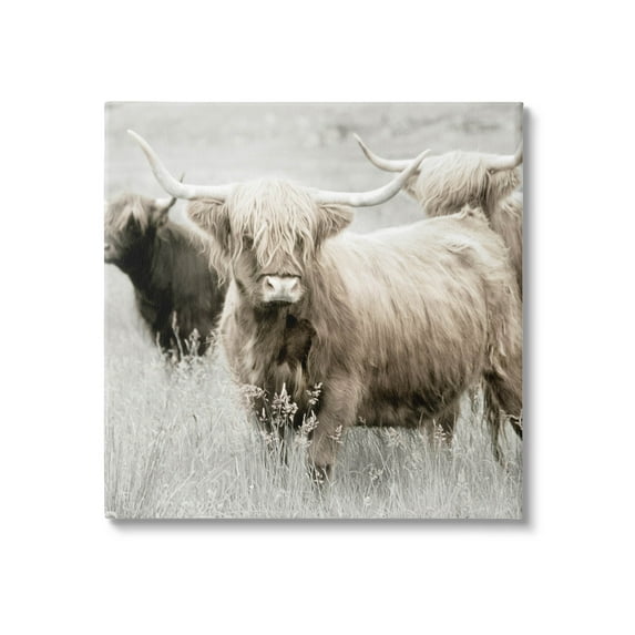Stupell Industries Highland Cattle Country Meadow Photograph Gallery Wrapped Canvas Print Wall Art, Design by Danita Delimont