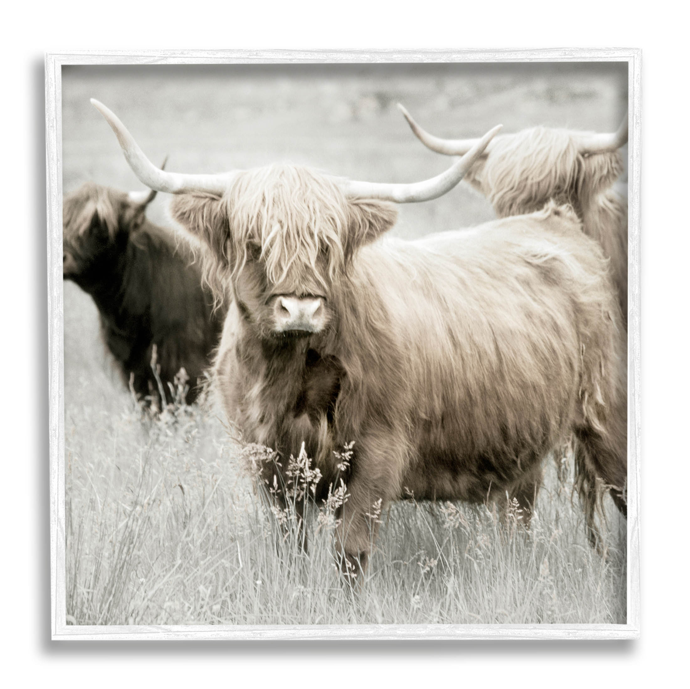Stupell Industries Highland Cattle Country Meadow Photograph White Framed Art Print Wall Art, Design by Danita Delimont